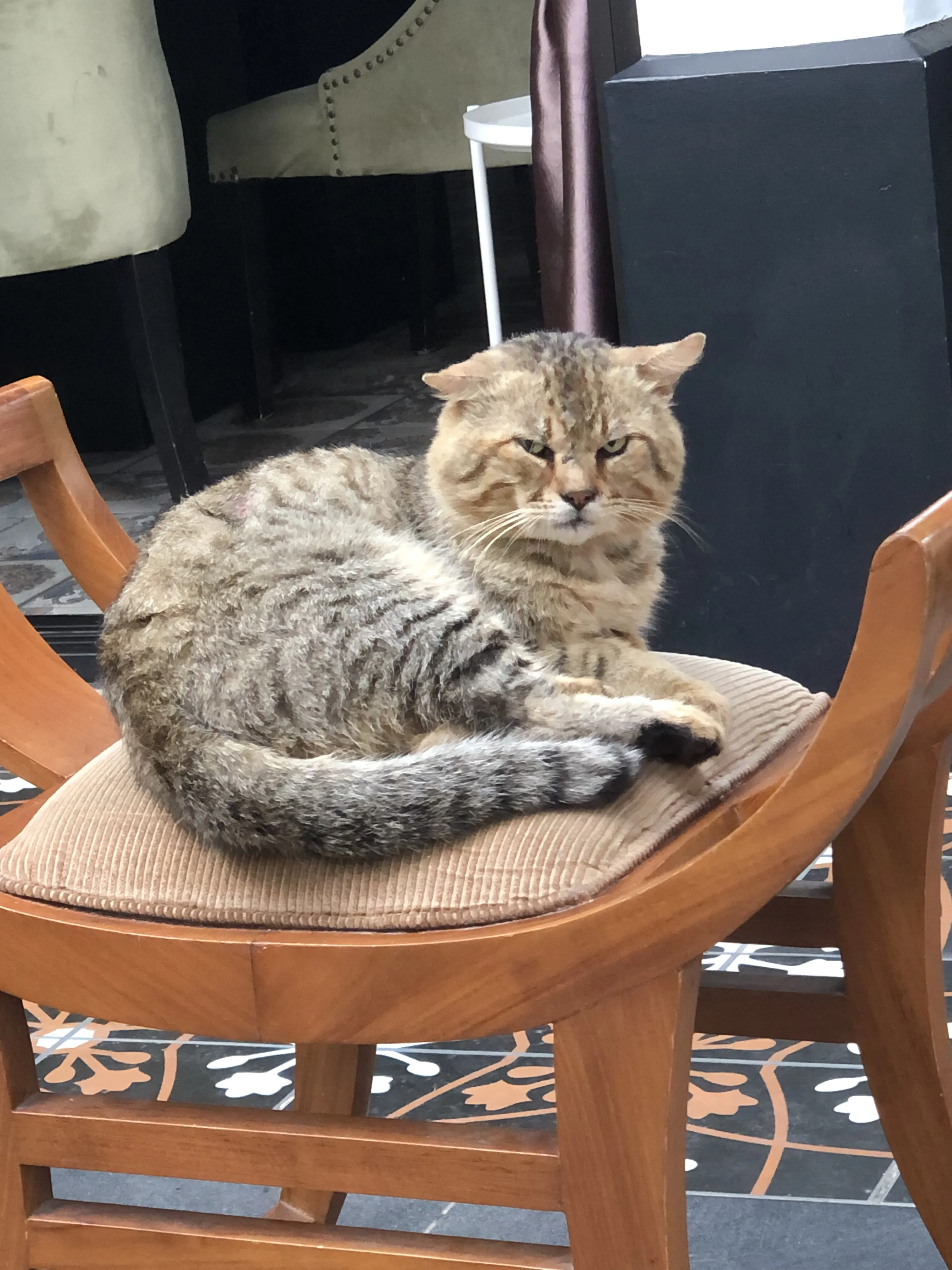 Cute cat sitting on chair.